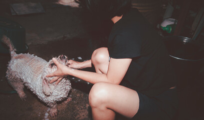 A woman taking a bath for a white dog