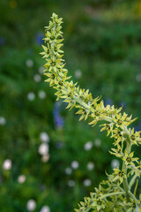 Closeup of yellow blooms of Corn Lily in summer, Paradise at Mt. Rainier National Park, Washington State, USA
