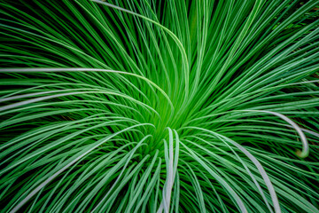 Palm leaves