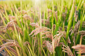 Close up of yellow green rice