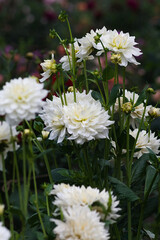 white dahlia in the garden