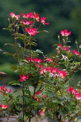 red rose in the garden