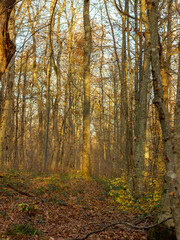 Autumn; Park;; Sunny; light; nature; state of the environment; season; fairy Park;magic light;magic forest;magic;