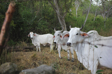 cattle in a farm