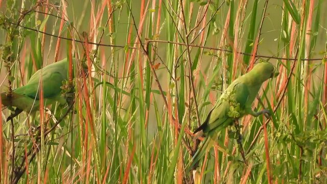 Parrots eating red rice in pond ..