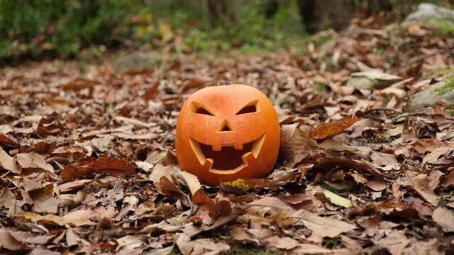 Halloween grinning pumpkin face glowing in the autumn woodland.