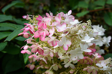 Panicle Hydrangea blossoms turning pink in fall, as a nature background
