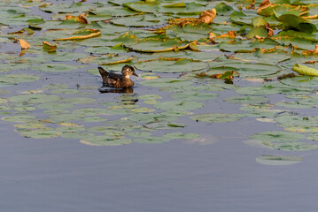 Female wood duck swimming in Lake Washington amid lily pads, Kirkland, Washington, USA

