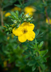 Yellow potentilla flower blooming in a garden, as a nature background
