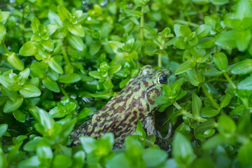 This bullfrog (Rana Catesbeiana) is a type of bullfrog that is easy to adapt to the surrounding environment, so it can reproduce quickly.
