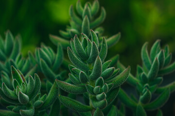 Green succulent plant with small hairs on its leaves