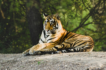Tiger in the wild jungles of India