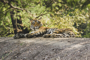 Tiger in the wild jungles of India