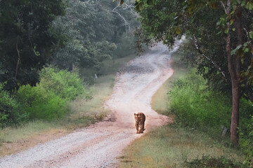 Tiger in the wild jungles of India