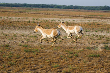 Naklejka na ściany i meble Asiatic wild ass in the wild