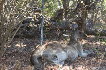 Kangaroo resting on the grass. Perth, Western Australia, Australia