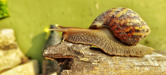 snail