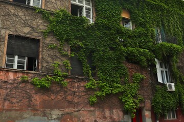 The wall of a residential building entwined with green ivy