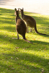 Couple of beautiful kangaroo standing in alert position Perth, Western Australia, Australia