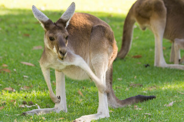 Couple of beautiful kangaroo standing in alert position Perth, Western Australia, Australia
