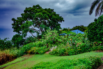 Naklejka premium house hidden in plants