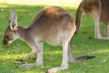 Couple of beautiful kangaroo standing in alert position Perth, Western Australia, Australia
