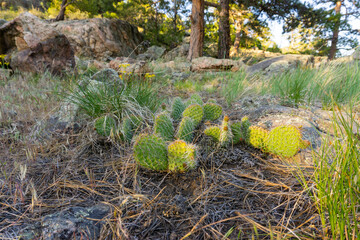 Wild cactus in rural Colorado