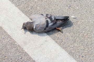 The dead pigeon lying on a pavement on a street