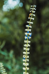 Blue flowers, sunflowers in the middle of the forest with sunlight cutting out