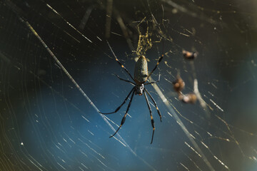 Spider (Trichonephila clavipes) in its golden cobweb found in central mexico