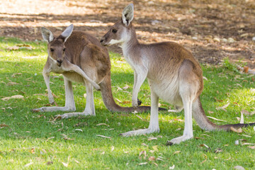 Naklejka na ściany i meble Couple of beautiful kangaroo standing in alert position Perth, Western Australia, Australia