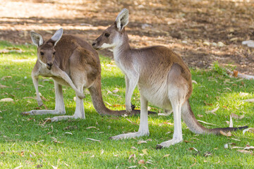 Couple of beautiful kangaroo standing in alert position Perth, Western Australia, Australia