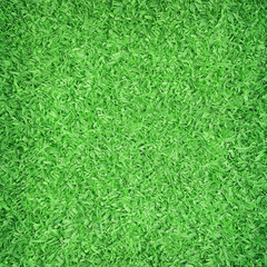 Green grass texture nature background top view