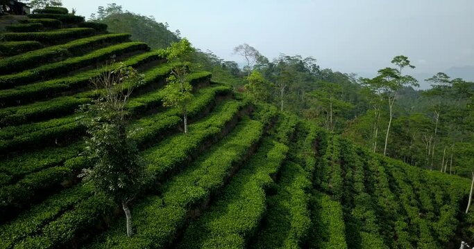 Beautiful tea garden with aerial view