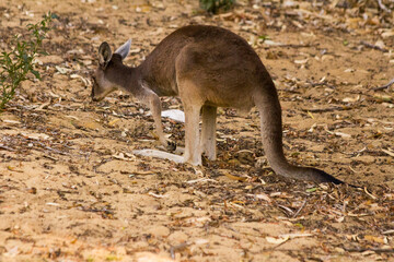 Naklejka na ściany i meble Beautiful kangaroo standing and eating Perth, Western Australia, Australia
