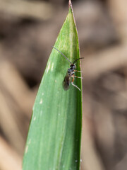 Macro Photo of Little Insect on Blade of Grass