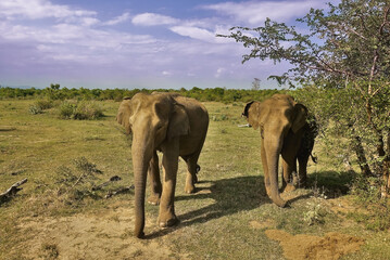 Fototapeta na wymiar Two wild elephants stand on dry grass. Trunks are lowered. They look at the camera. Nearby is a green bush. There are clouds in the blue sky. Sri Lanka. Udawalawe Park.