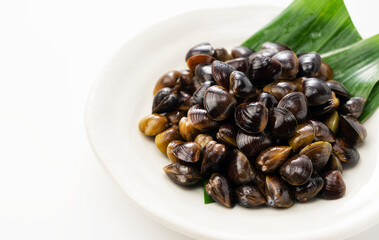 A freshwater clam on a white background