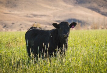 This image shows a black cow standing in tall green grass, looking at the camera.