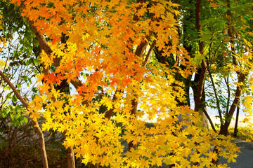 Autumn maple leaves close up background. Acer truncatum, the Shantung maple. Fall colors