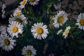 Fototapeta premium bush not large daisies on an evening day at a club in the park