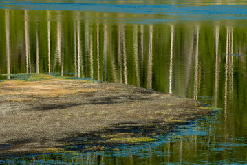 Plakat 473-69 Reflections in the Madison River, YNP