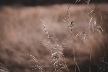 Fototapeta premium spikelets of orange dried grass in the autumn meadow