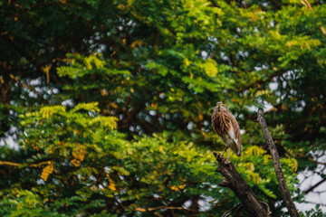 Indian Pond Heron