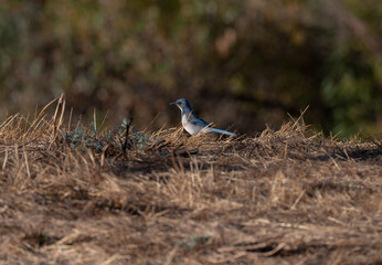Blue bird in the grass