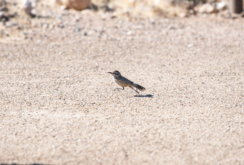 Cactus wren running through the desert