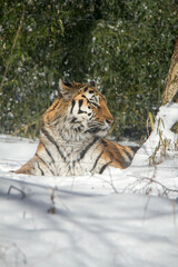 Fototapeta na wymiar Tigers at Fuji Safari Park in the snow._09