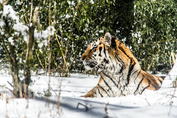 Tigers at Fuji Safari Park in the snow._07