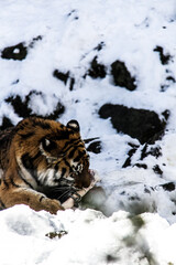 Fototapeta na wymiar Tigers at Fuji Safari Park in the snow._04