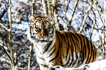 Fototapeta na wymiar Tigers at Fuji Safari Park in the snow._02